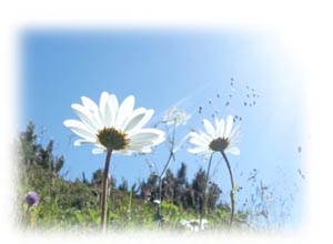 有限会社セイショーの格安の紙製品